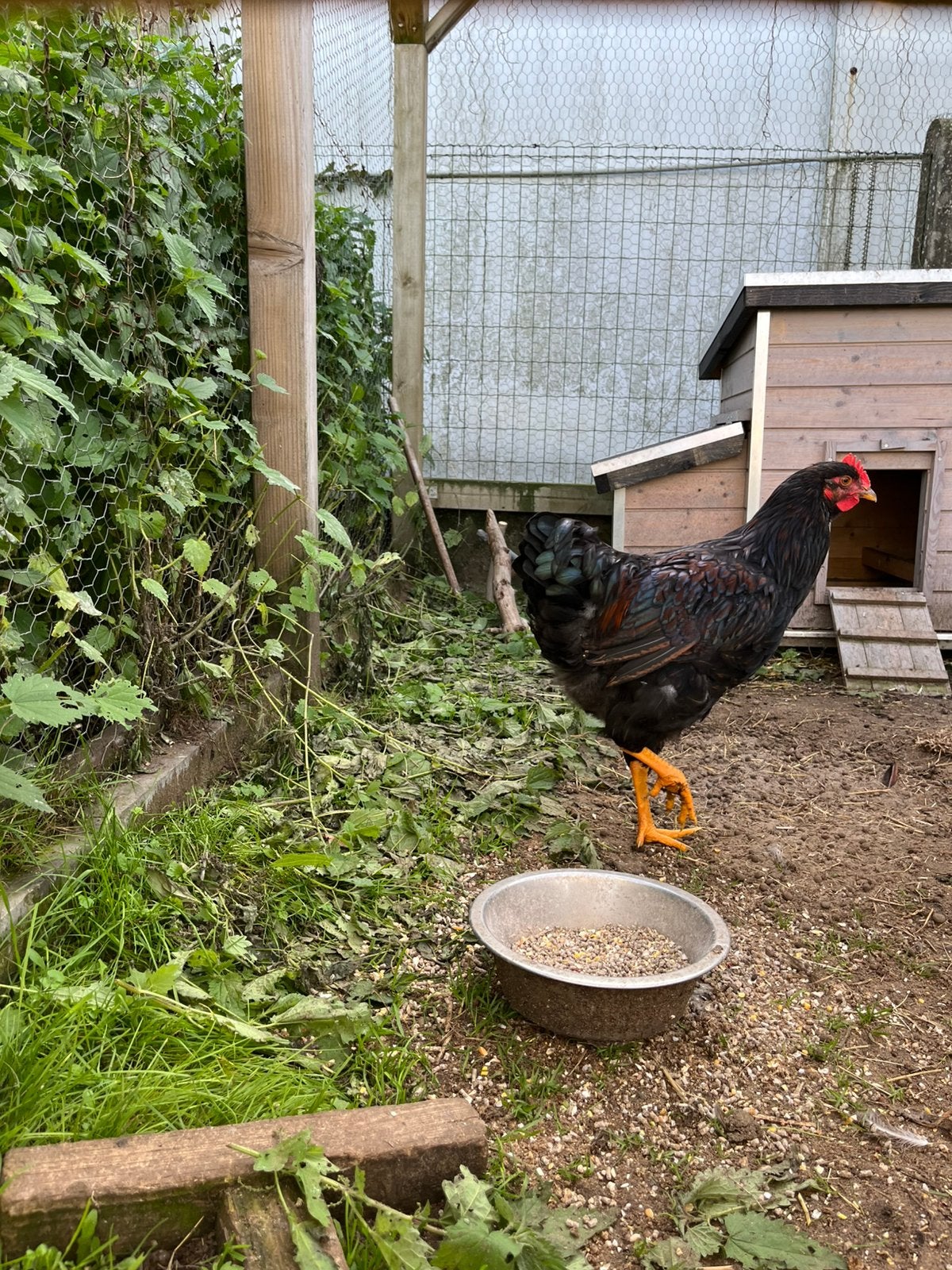 Barnevelder haantjes, Dieren en Toebehoren, Mannelijk, Kip