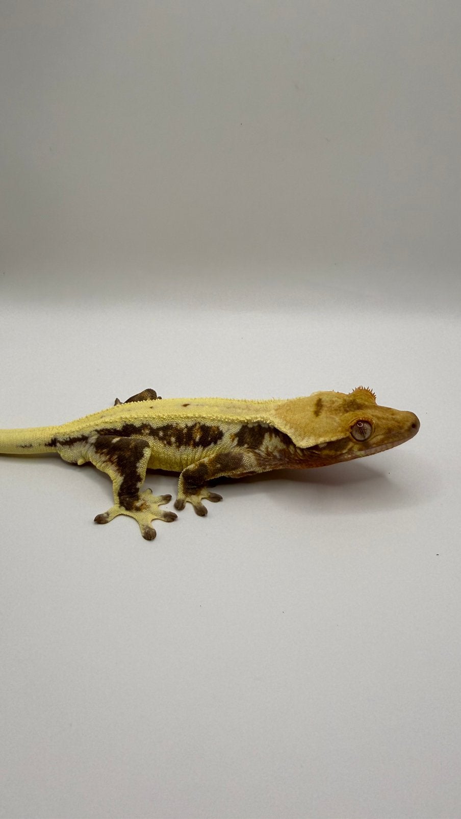 Wimpergekko
