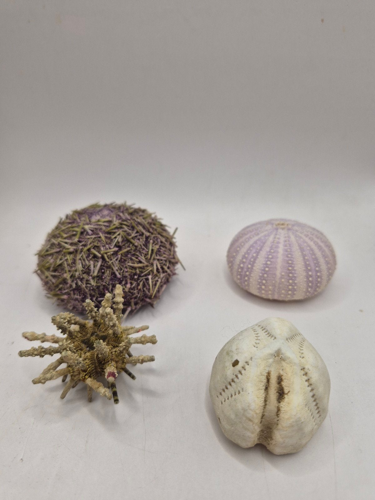 Lot de 4 magnifiques oursins de collection / déco ma, Enlèvement ou Envoi, Autres, Autres types