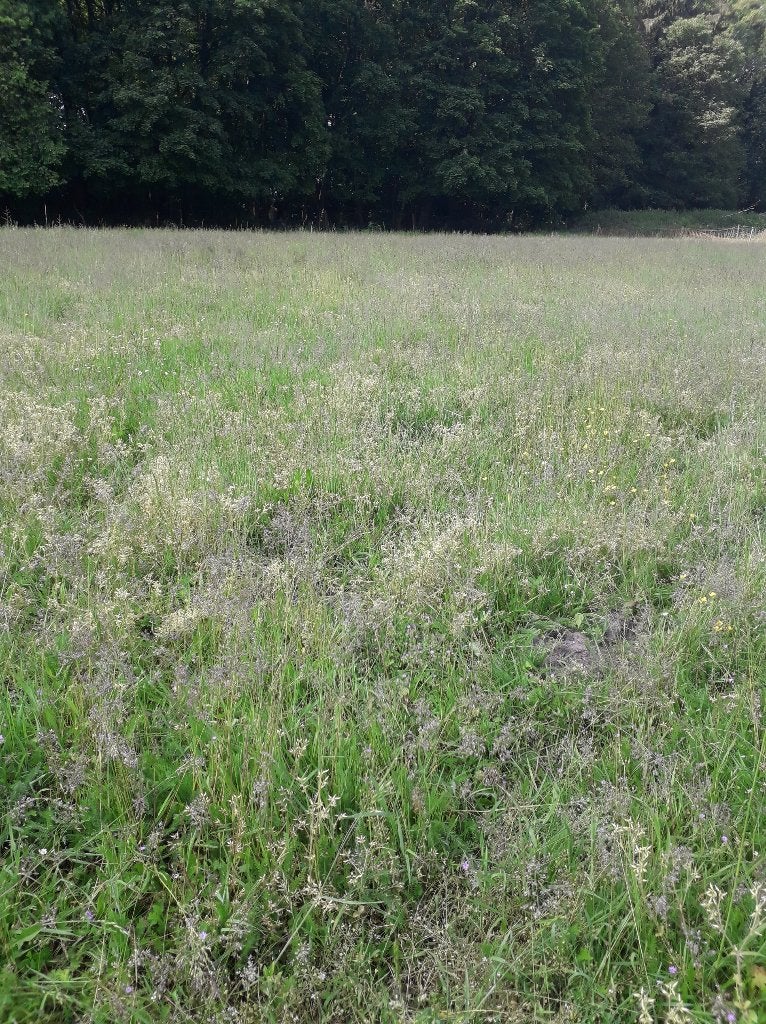 location prairie, Pâturage, 4 chevaux ou poneys ou plus