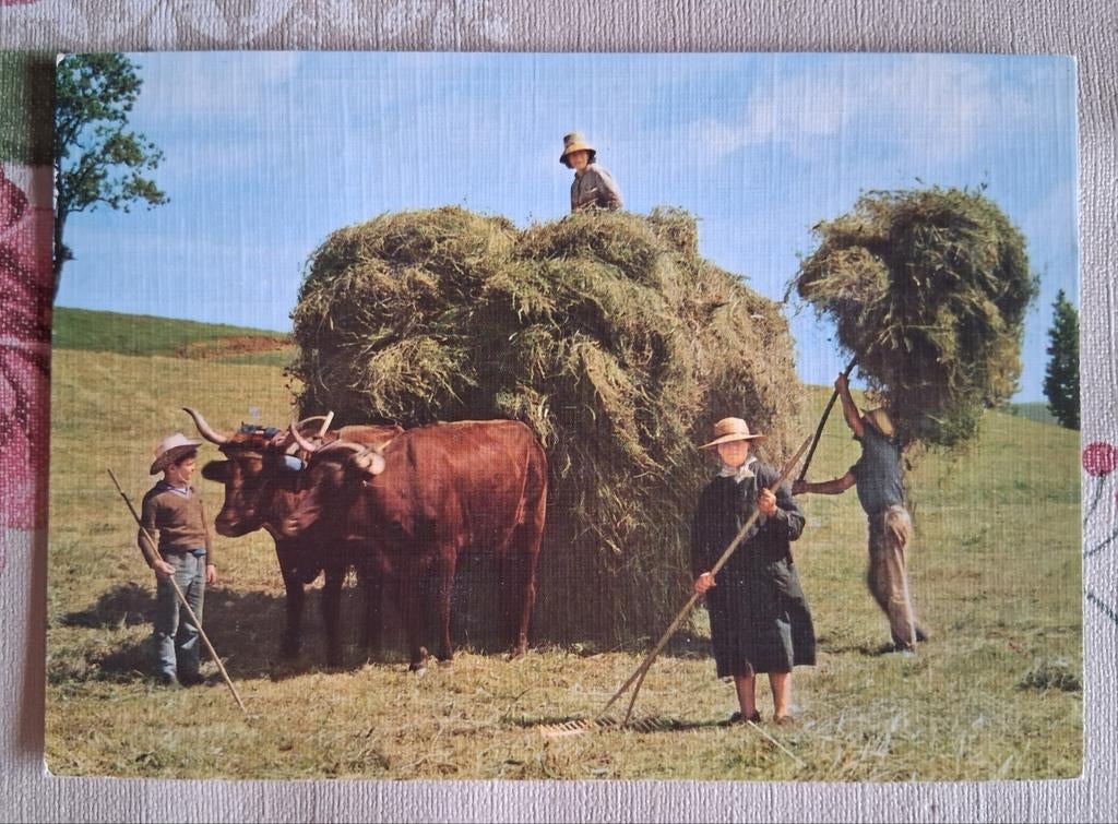 Postkaart koe met Hooikar, Enlèvement ou Envoi