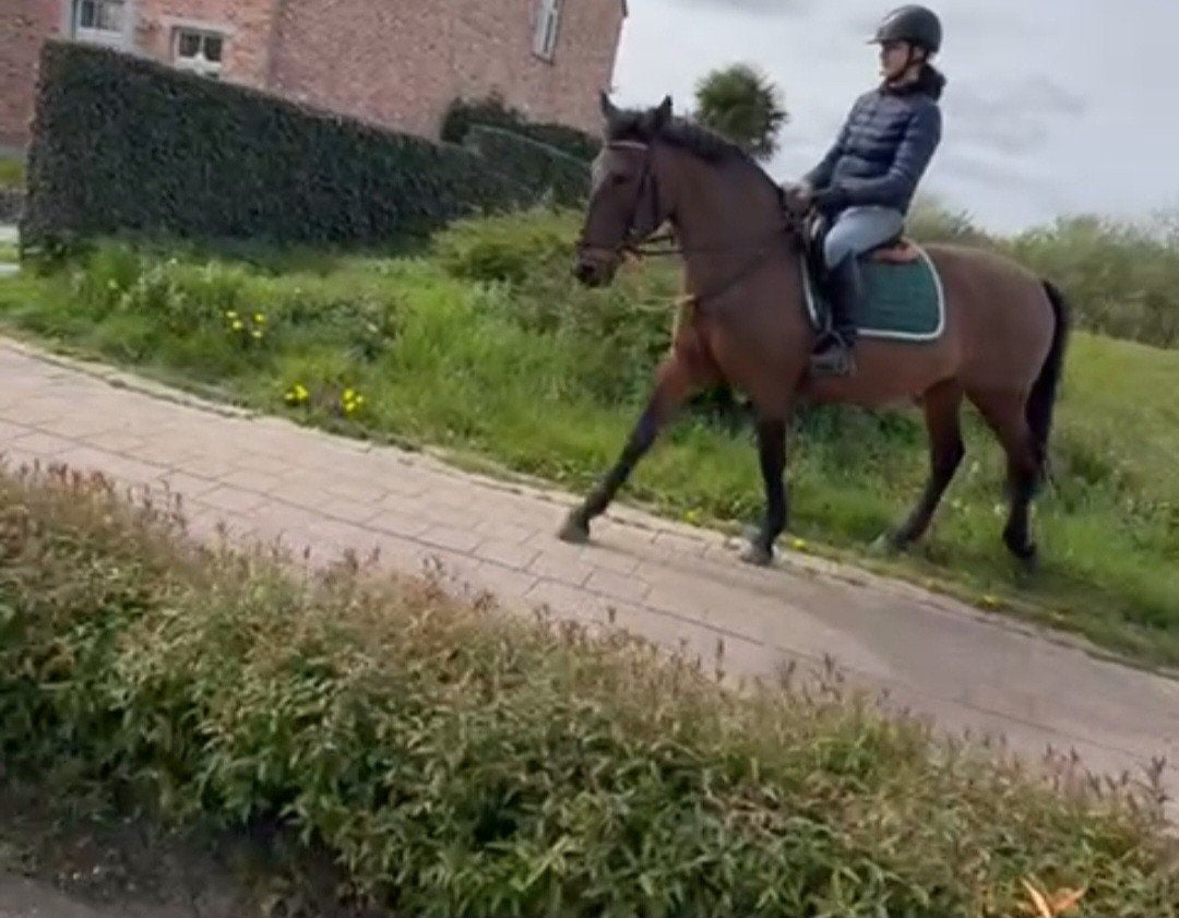 gezocht weide +stal