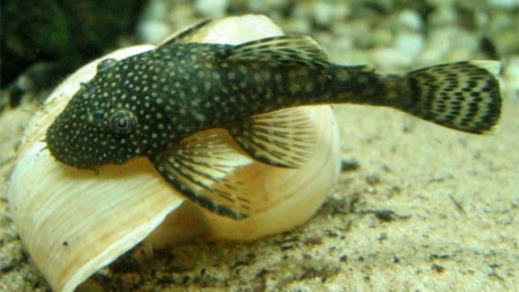 Ancistrus wildkleur kweek koppel 12€, Dieren en Toebehoren