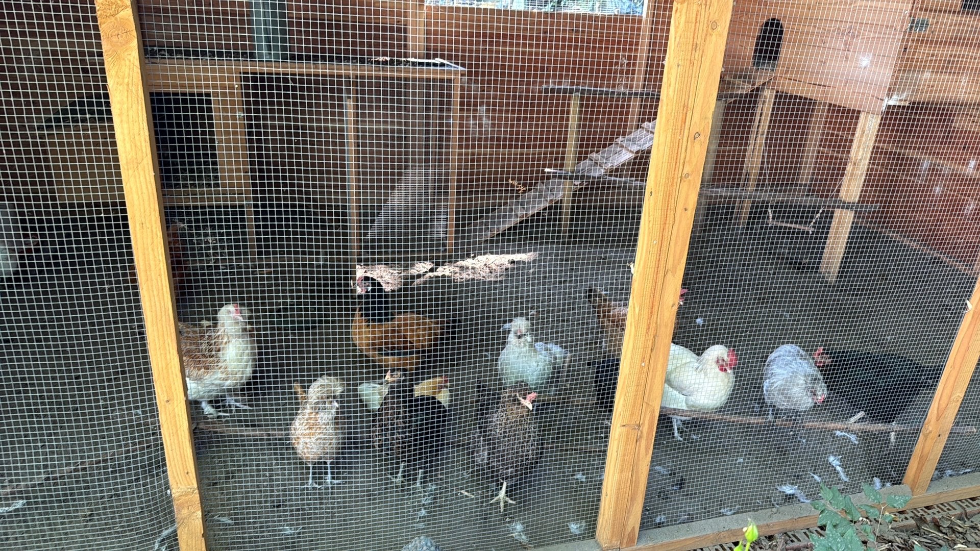 Inperken hobby, Dieren en Toebehoren, Pluimvee, Kip