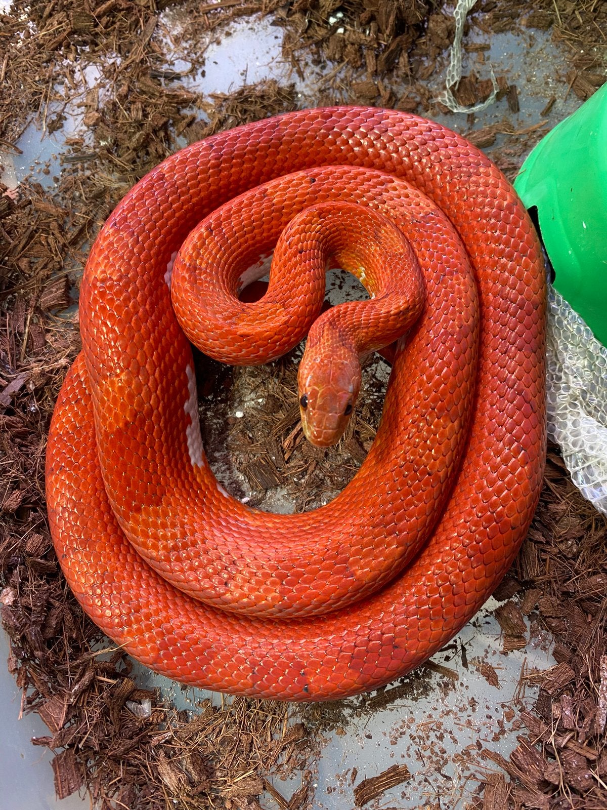 0.1 bloodred piedsided 2023, Dieren en Toebehoren, Reptielen en Amfibieën, Slang, Tam, 3 tot 6 jaar