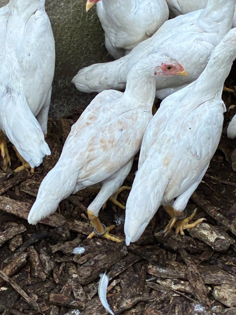 Shamo kriel, Plusieurs animaux, Poule ou poulet