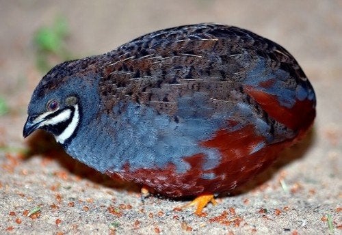 gratis kwartel, Dieren en Toebehoren