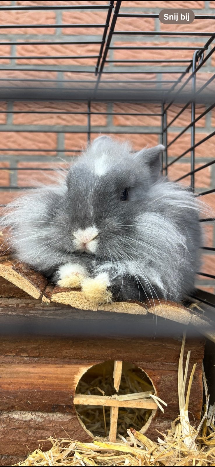 Dwerg leeuwenkopje, Dieren en Toebehoren, Konijnen, Dwerg