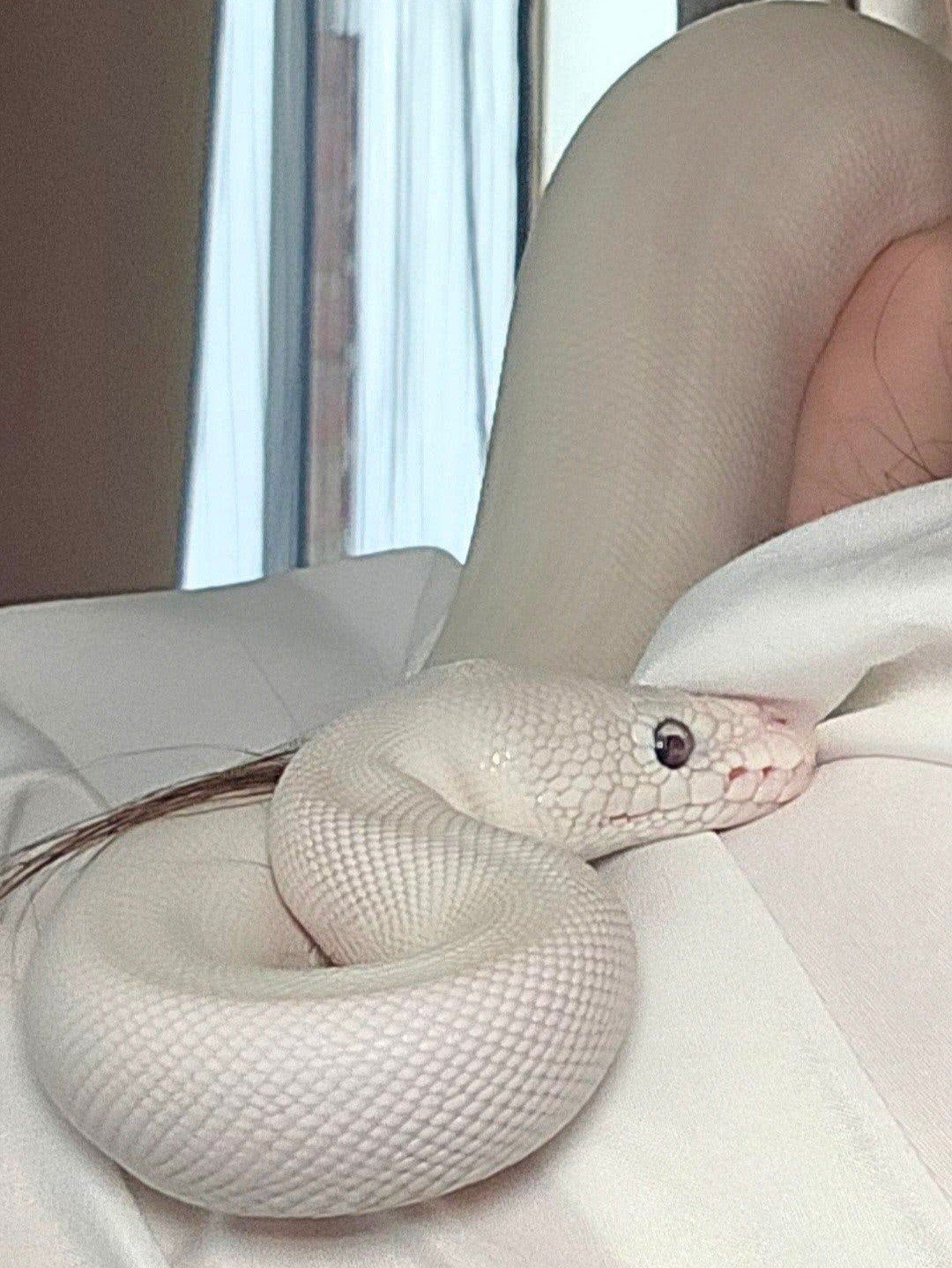 ballpython Blue Eyed lucy Ball Python photo 4