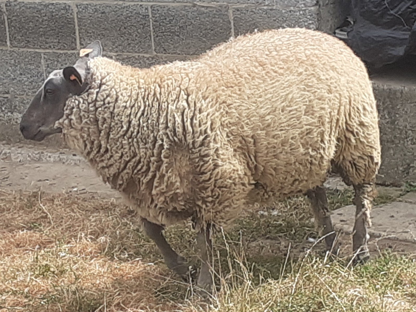 blue du maine ooilam, Vrouwelijk, Schaap, 0 tot 2 jaar