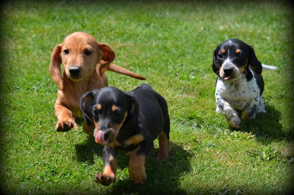 Chiots teckel à poil court, Poils courts, Plusieurs, Nain, Hépatite contagieuse (maladie de Rubarth)