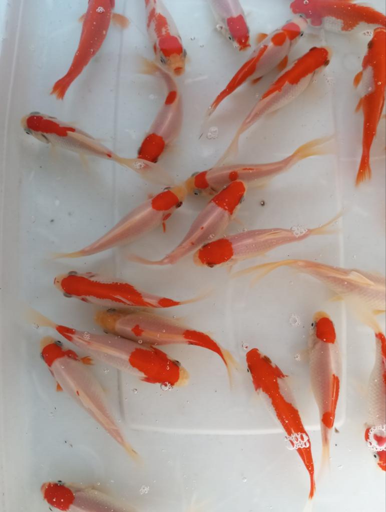 Mooie sarasa 10/12 cm, Dieren en Toebehoren, Vissen | Vijvervissen