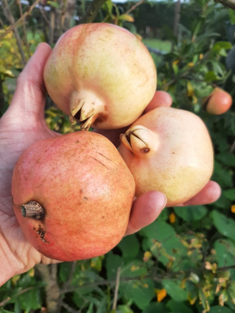 granaatappelbomen te koop, Jardin & Terrasse, Plantes | Arbres fruitiers, Été, En pot, Plein soleil, Enlèvement