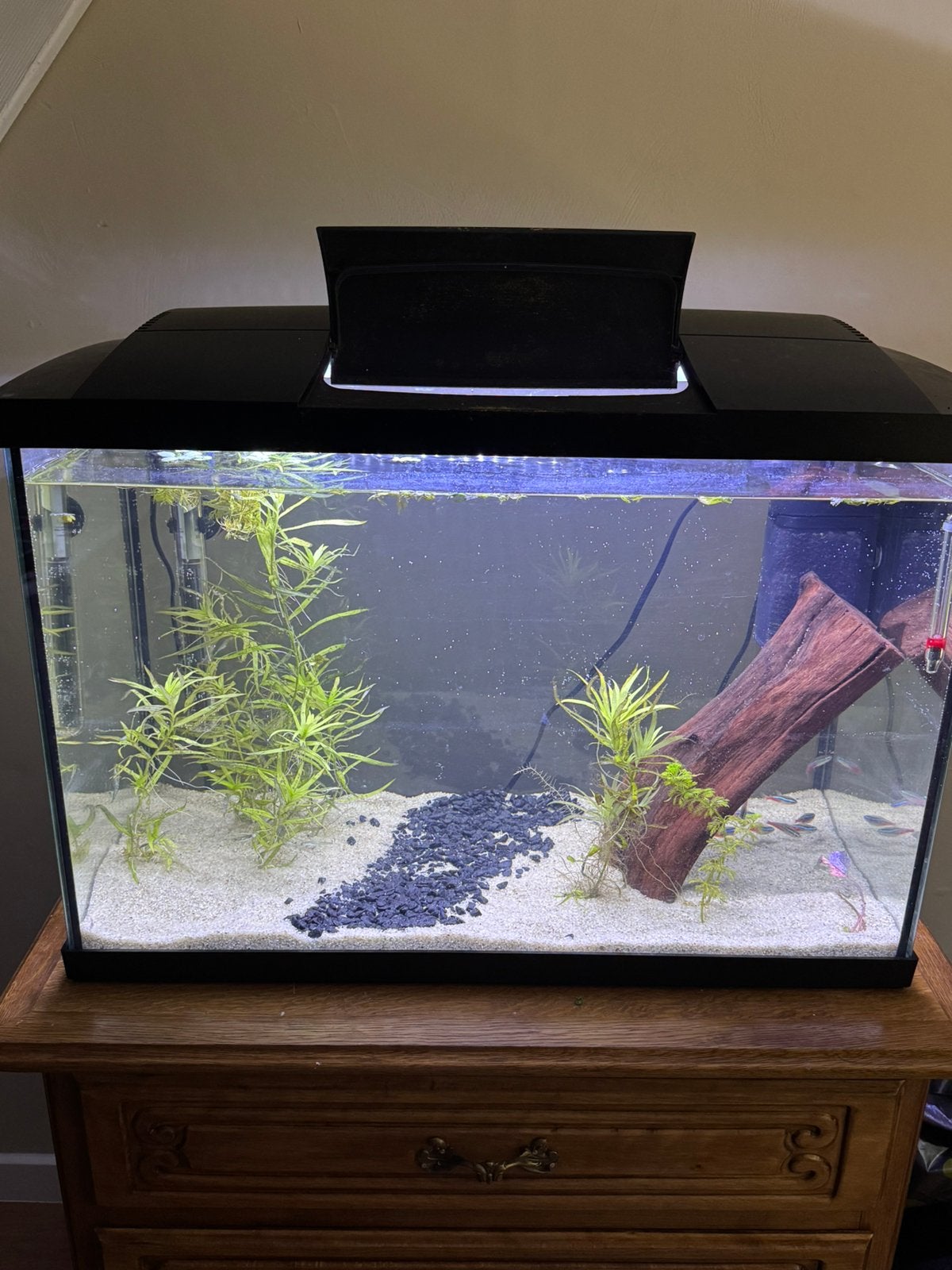 60 liter aquarium