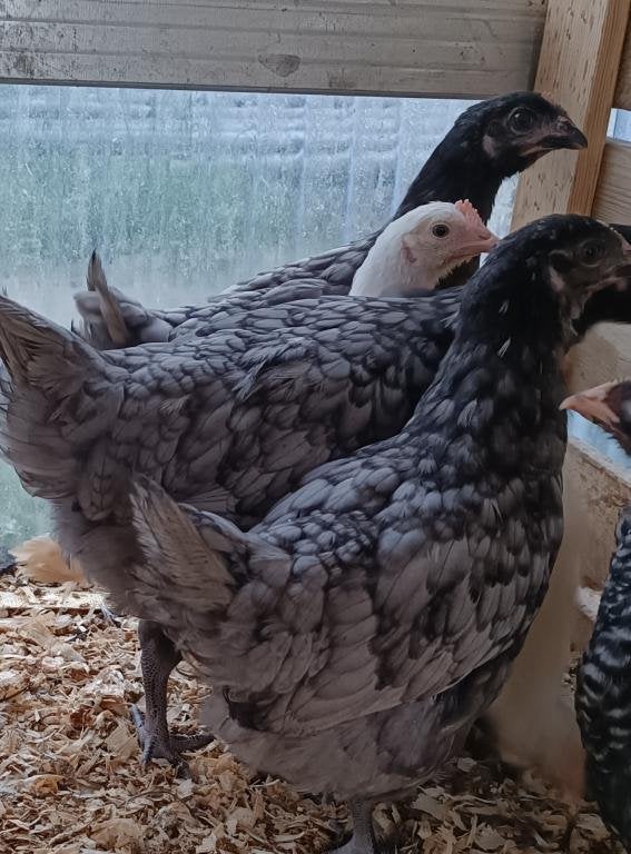 aanbieding 9 bleu de landes 3 maand 72 euro, Dieren en Toebehoren, Pluimvee, Vrouwelijk, Kip