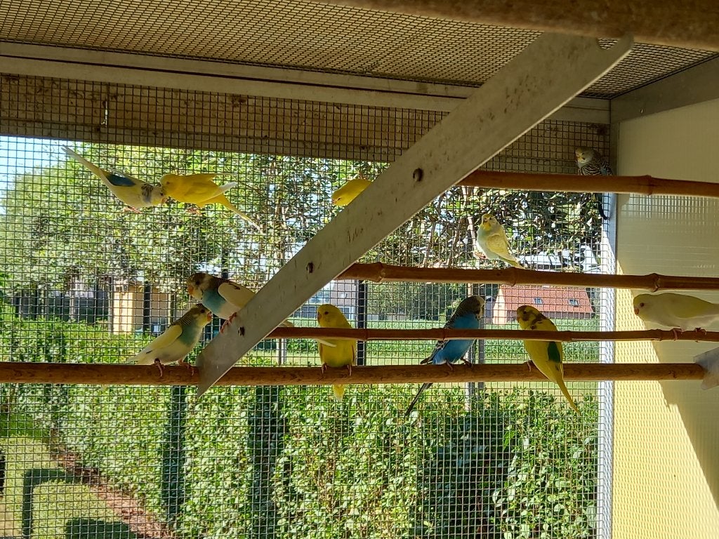 Grasparkieten 2026, Meerdere dieren, Parkiet, Geringd