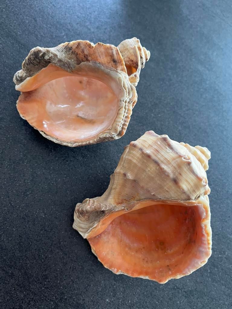 2 schelpen decoratie, Ophalen of Verzenden, Schelp(en)