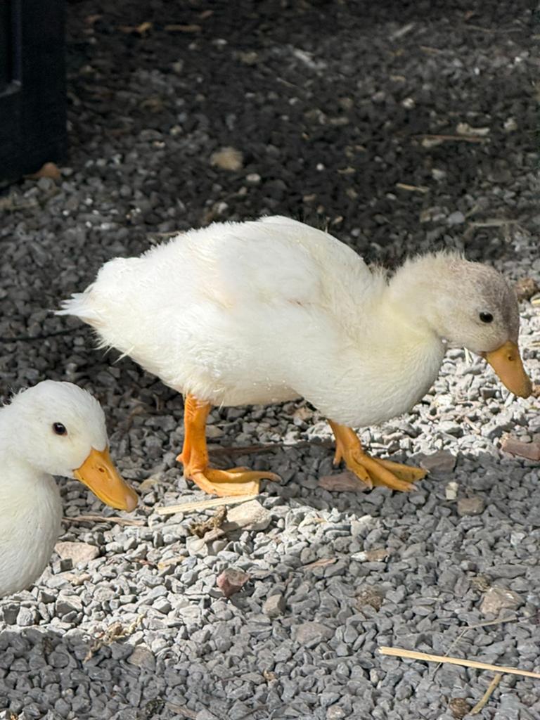 Jong kwaker mannetje, Dieren en Toebehoren, Pluimvee