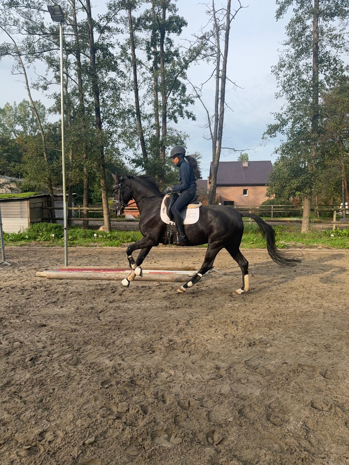 dressuurtrainingen ( en -lessen) voor jouw paard, Dieren en Toebehoren, ZZ