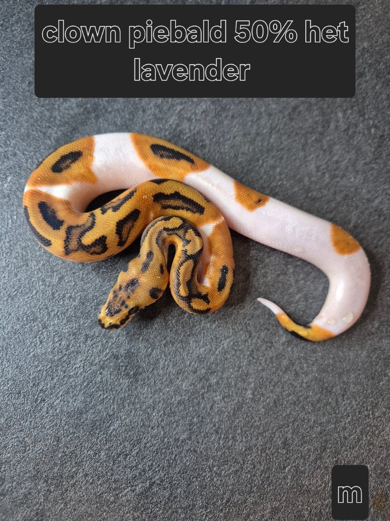 Python regius Ball Python photo 2