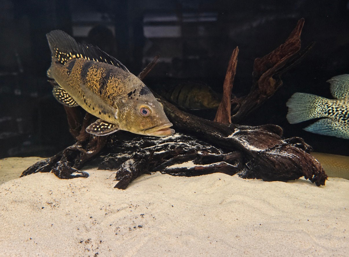 GROS LOT DE BOIS D'AQUARIUM TROPICAL — ENV. 15 KG ET PLUS, Animaux & Accessoires, Enlèvement, Utilisé, Plante(s), Pierre ou Bois