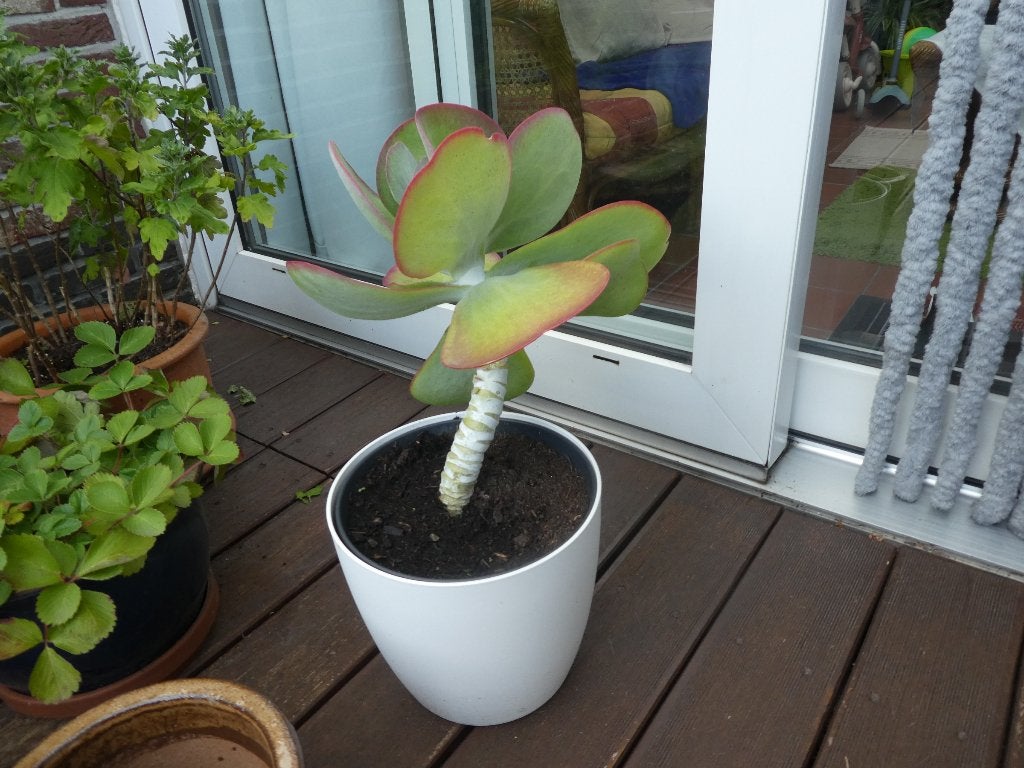 woestijnroos groot formaat, Tuin en Terras, Ophalen