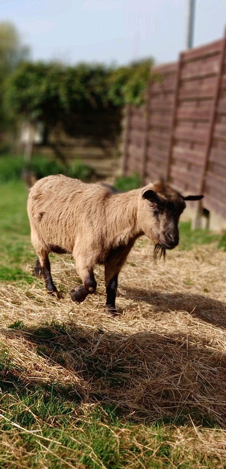 Geitjes, Animaux & Accessoires