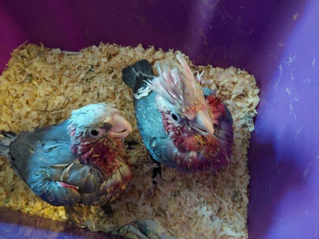 2 jeunes perroquets Kakatoos Rosè apprivoisés pour 625 euros, Animaux & Accessoires, Oiseaux | Perruches & Perroquets, Sexe inconnu