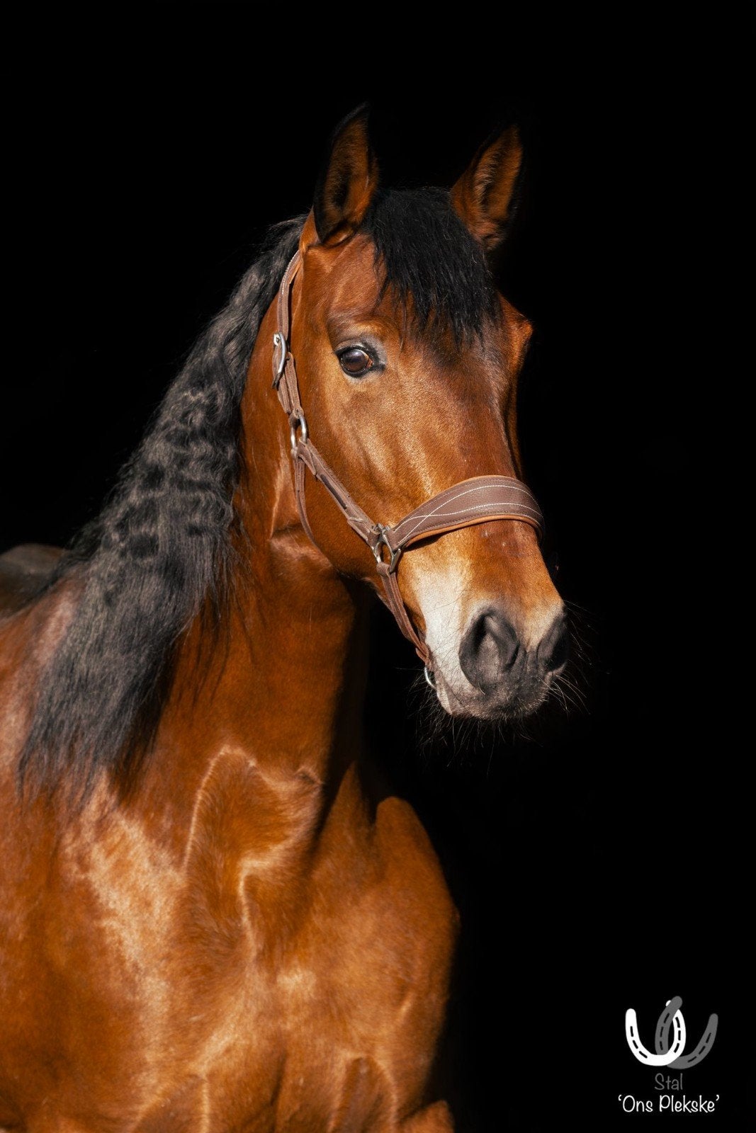 Brave recreatie merrie, Dieren en Toebehoren, Paarden, Merrie, M, 160 tot 165 cm, 7 tot 10 jaar, Recreatiepaard, Gechipt, Ontwormd