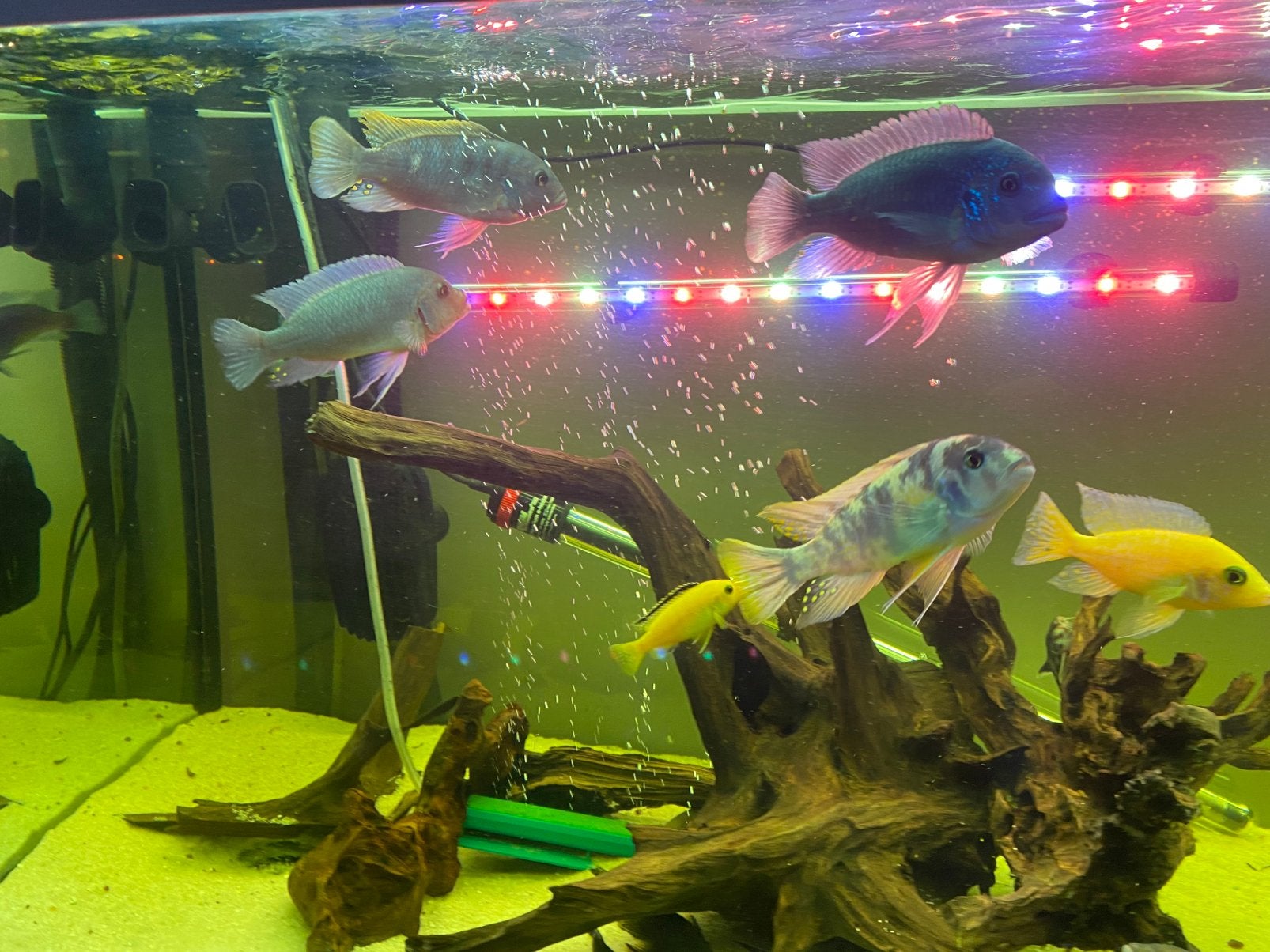 Malawi cichliden en sinodontis, Animaux & Accessoires, Poissons | Poissons d'aquarium, Poisson, Poisson d'eau douce