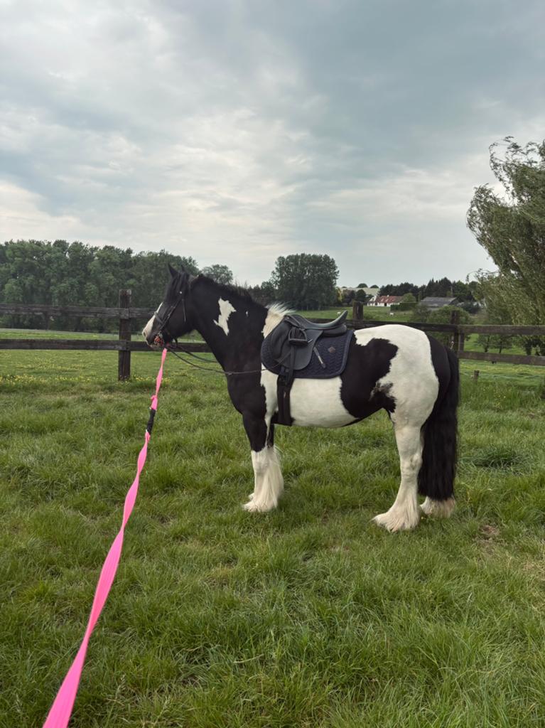 Lieve irish cob merrie, Dieren en Toebehoren, Merrie