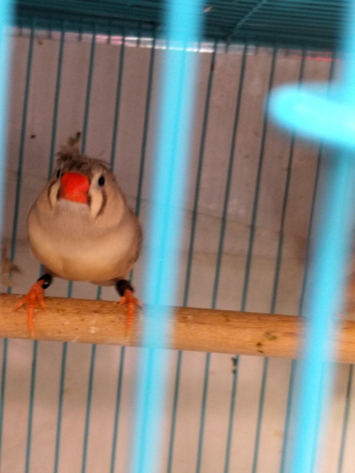gekuifde zebravink