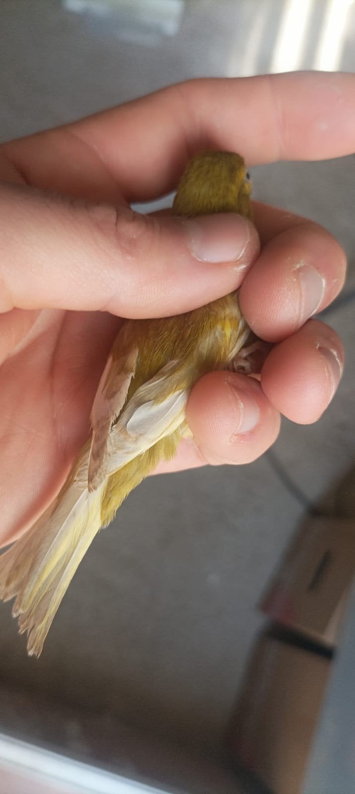 canari raza española jaspe, Dieren en Toebehoren, Vogels | Kanaries