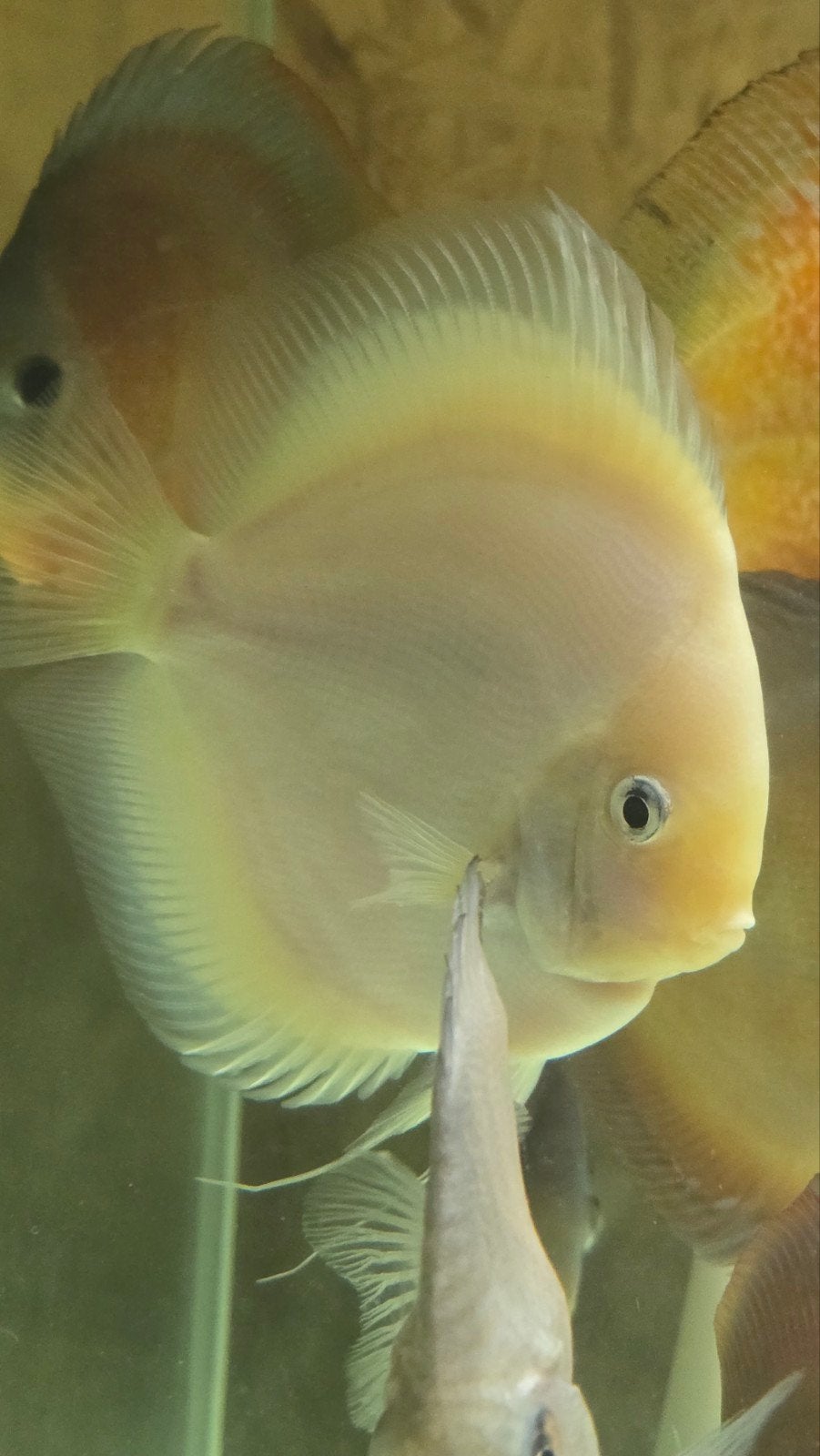 9 grote discus, 2 koppels en kweekrijp!