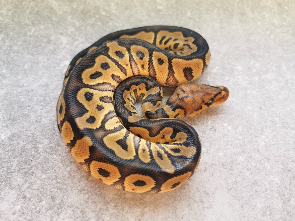 koningspython; python regius; 0.1; Clown, Dieren en Toebehoren, Slang, Tam, 0 tot 2 jaar