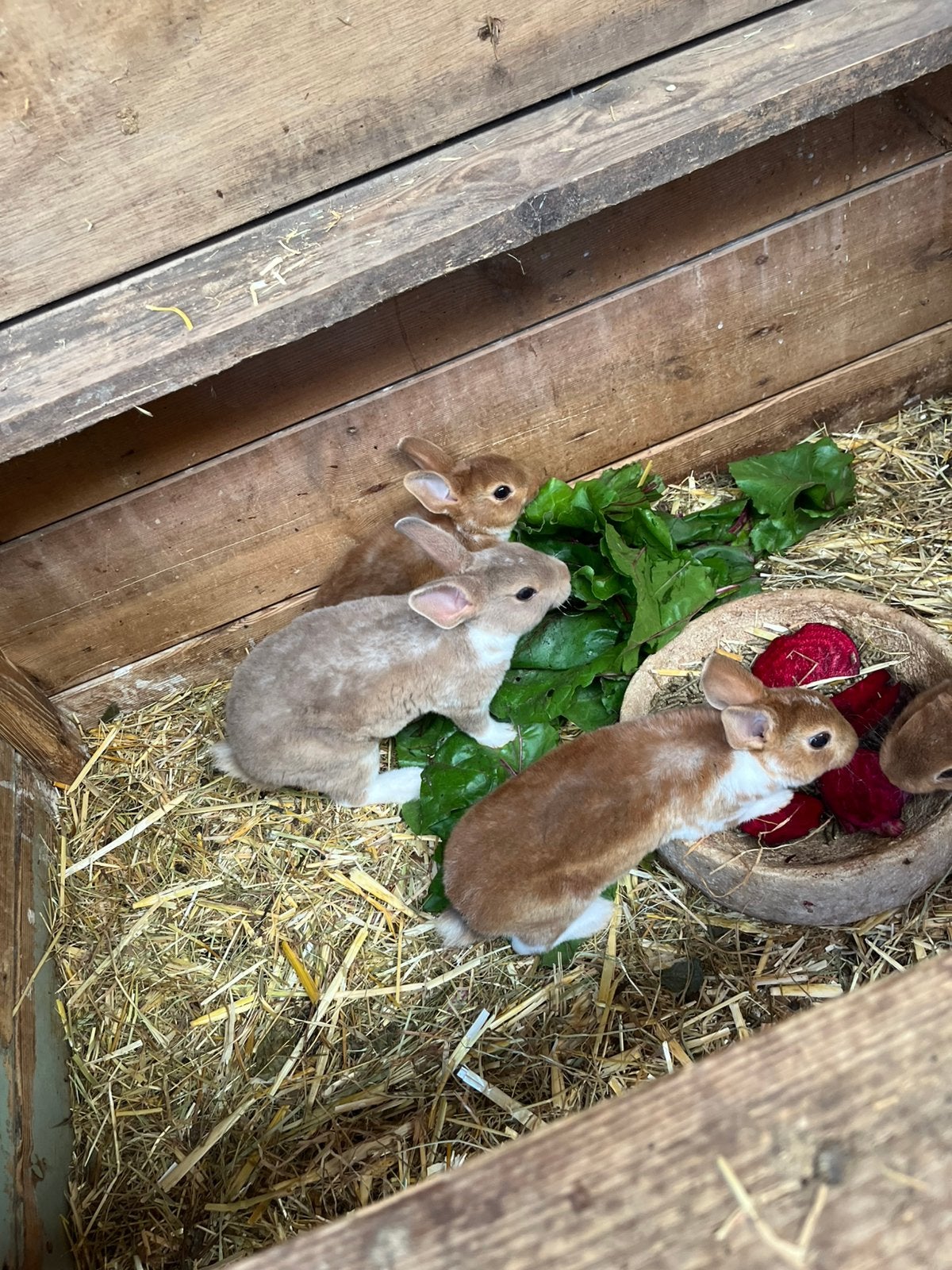 Jonge dwergkonijntjes (mini rex)