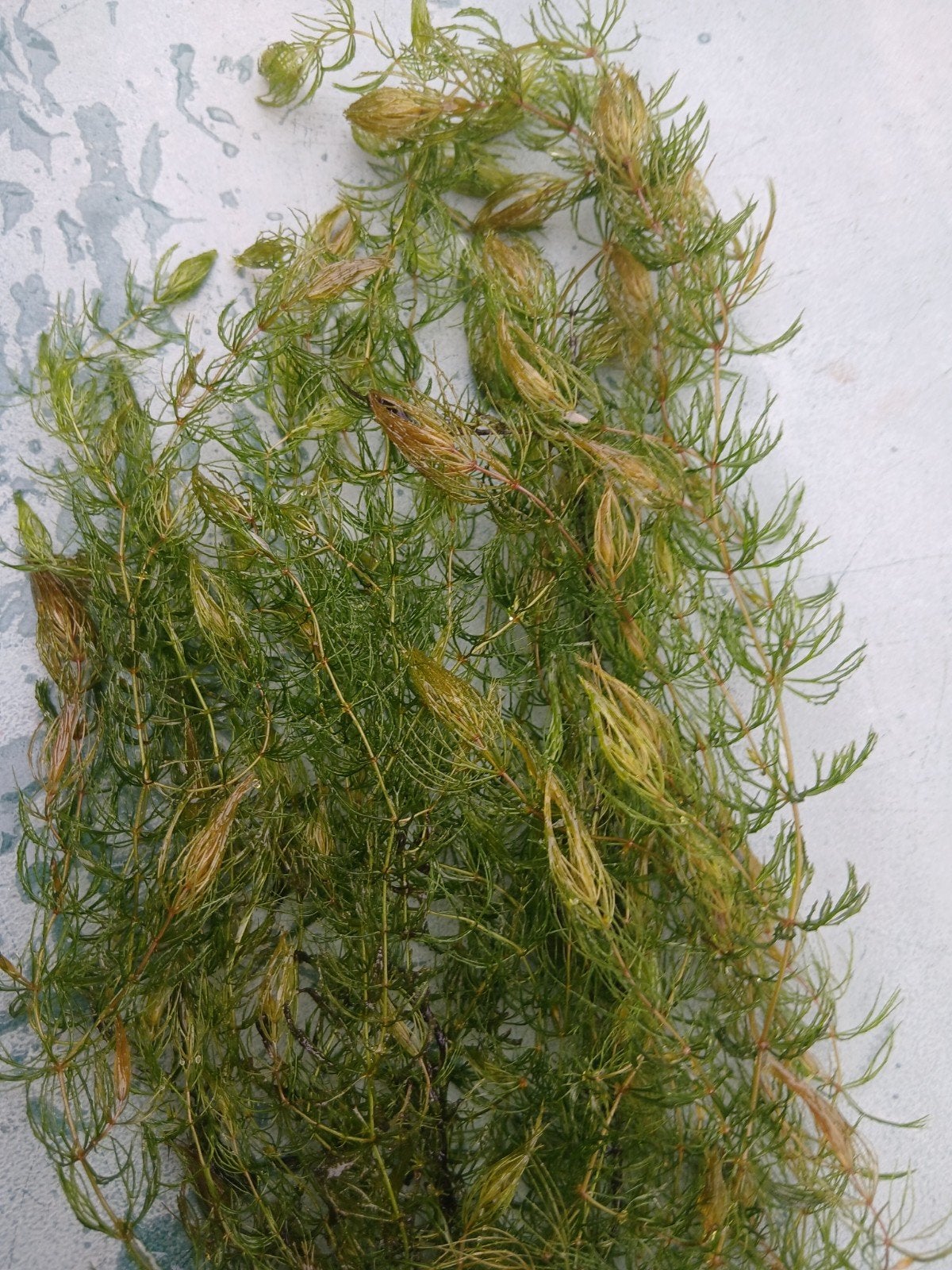 Waterplanten voor vijver en aquarium, Dieren en Toebehoren, Ophalen