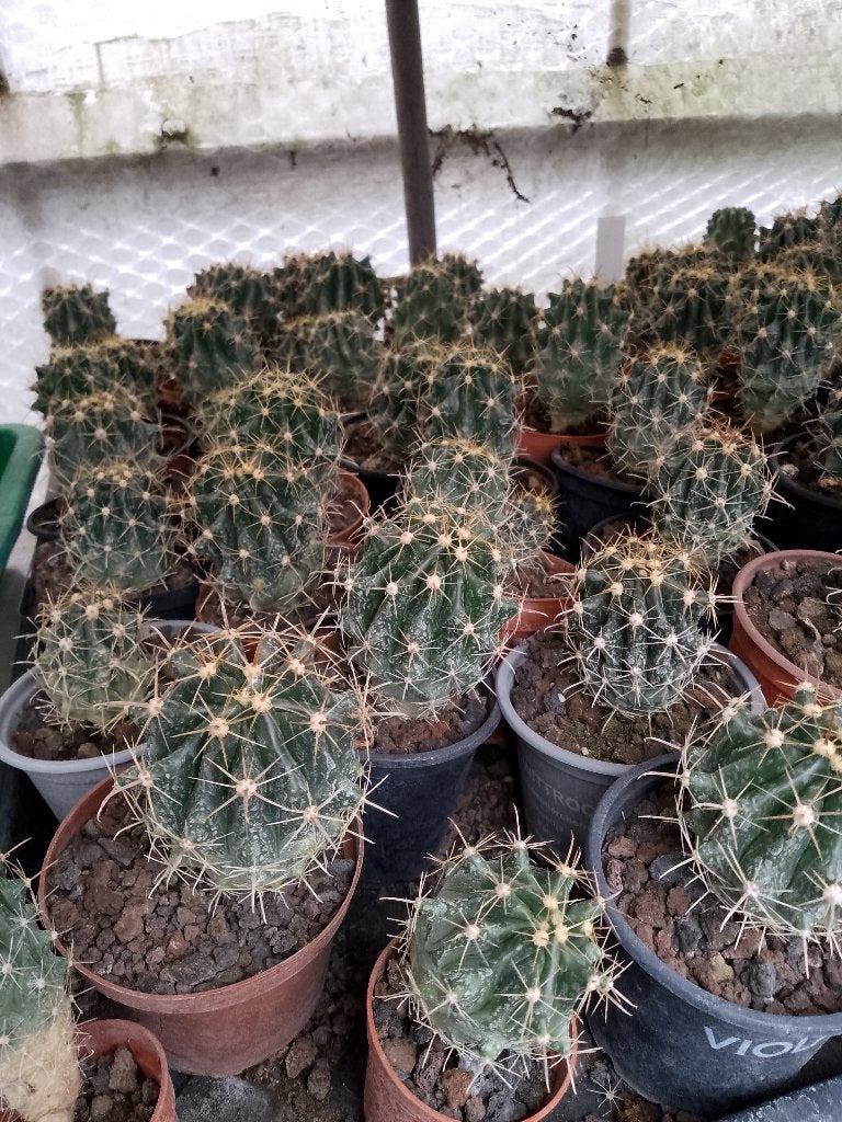 horida cactus, Huis en Inrichting, Kamerplanten, Ophalen, Cactus