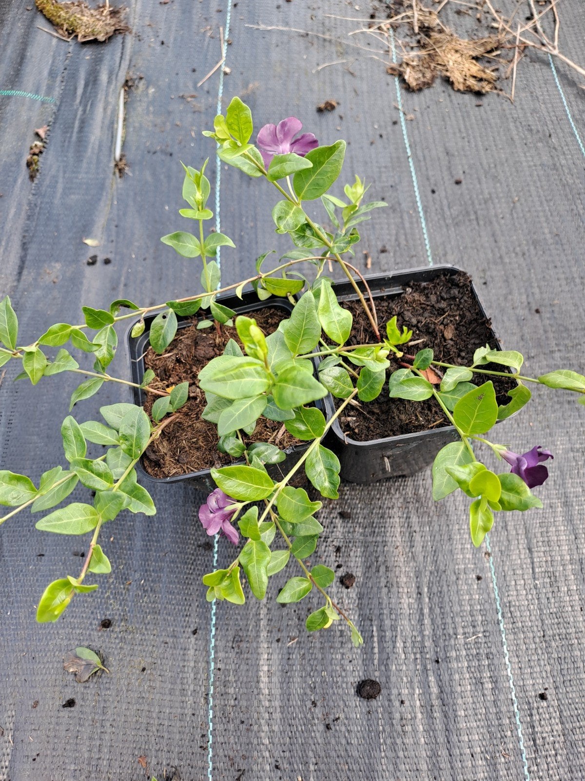 Vinca Atropurpurea, Tuin en Terras, Ophalen