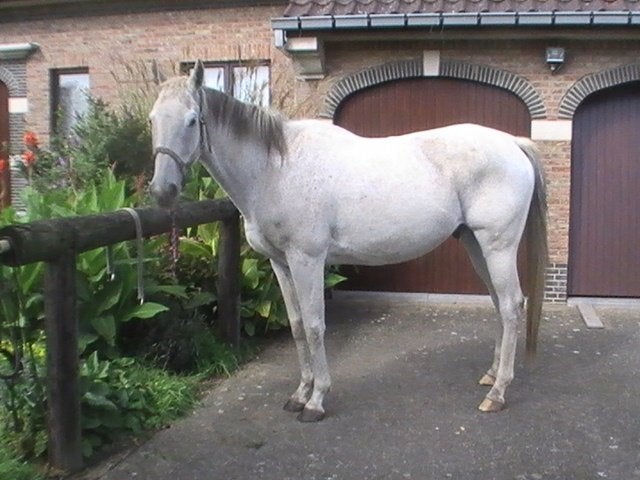 Wandelpaard, Animaux & Accessoires, Chevaux, Avec pedigree, 11 ans ou plus, Hongre, L