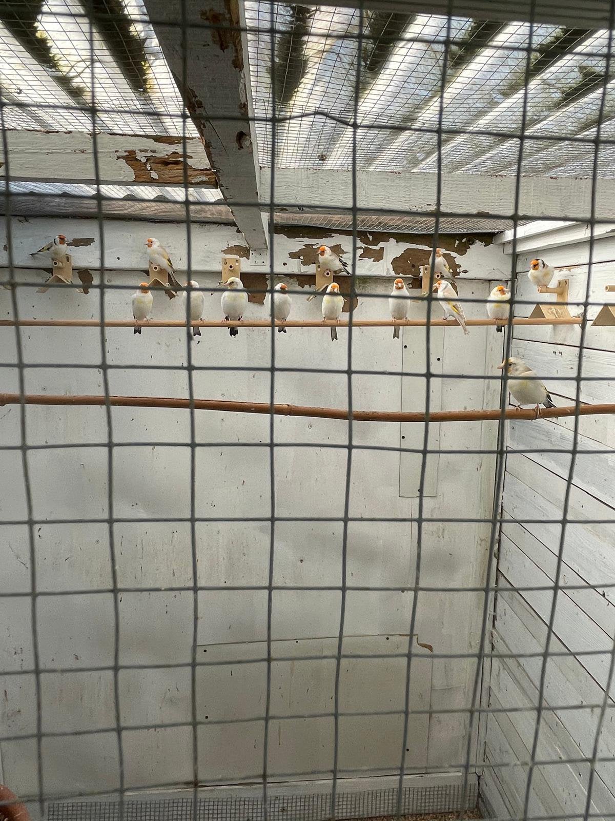 Grote putters poppen mannetjes 2026 120€ stuk, Dieren en Toebehoren