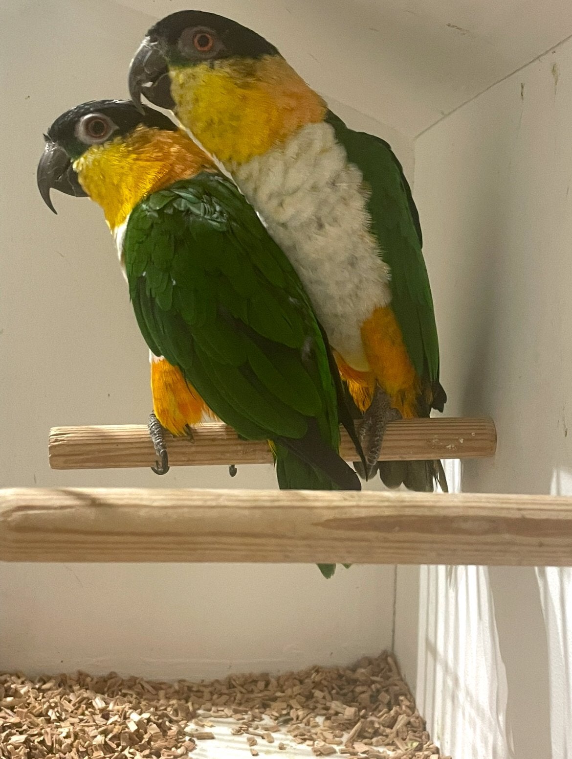 Zwartkop caiques koppel, Dieren en Toebehoren, Meerdere dieren, Papegaai, Pratend