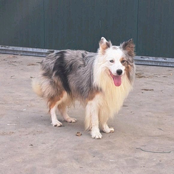 Chien border collie doux avec pedigree âgé de 6 ans à la fer, Chien (mâle), Belgique, Éleveur | Professionnel, Un chien