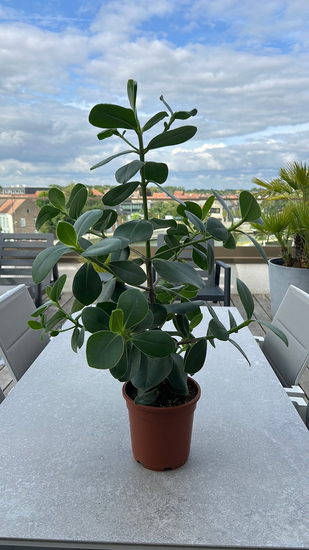 Clusia Princess Rosea prachtige plant, Ophalen, Overige soorten, Halfschaduw