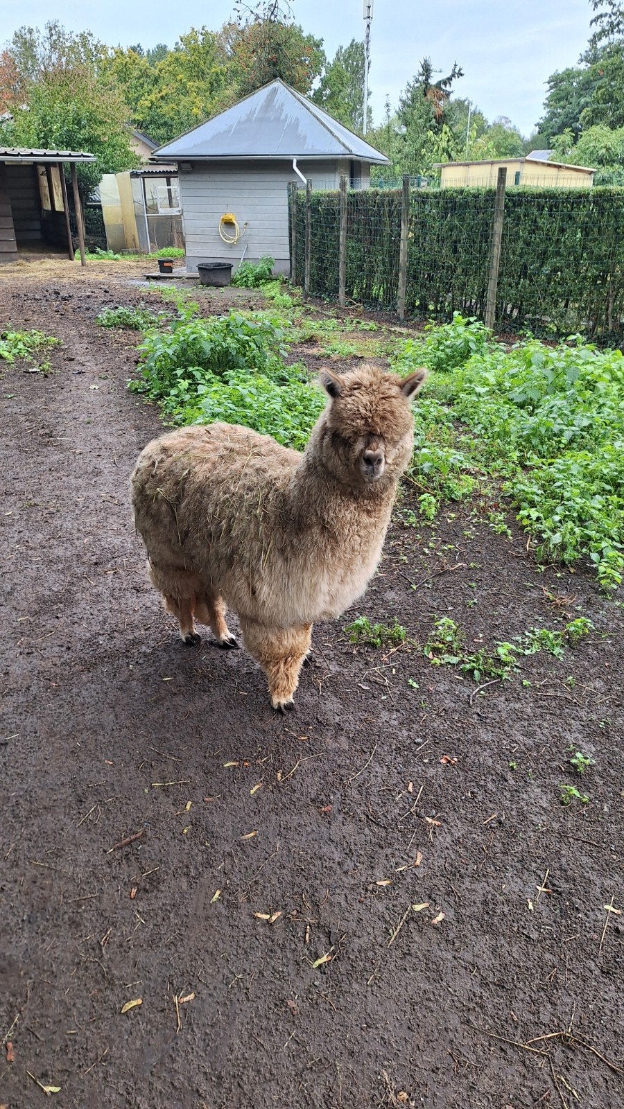mini alpaca hengst, Dieren en Toebehoren, Juni, Mannelijk