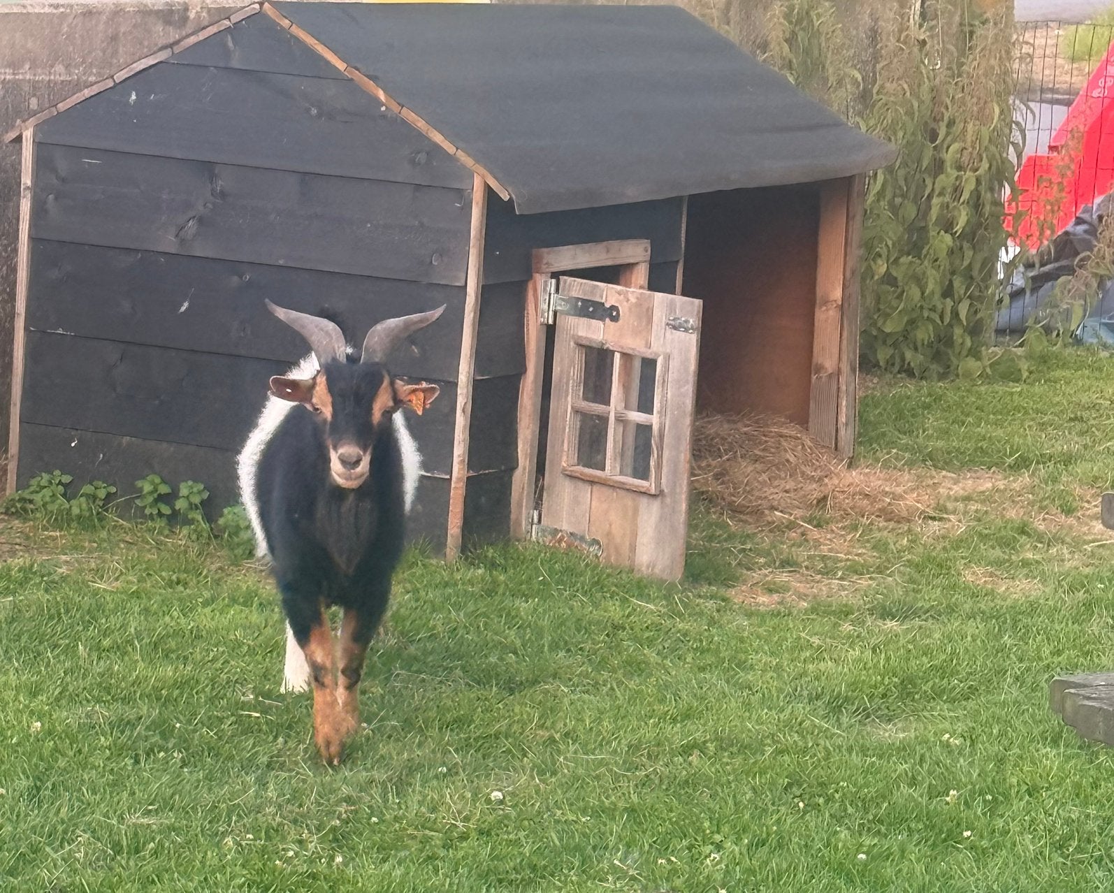 Geiten dek bokje, Dieren en Toebehoren, Schapen, Geiten en Varkens