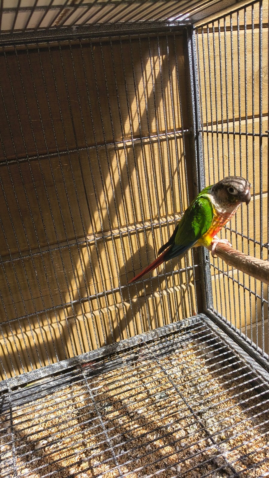 phyrura koppel, Dieren en Toebehoren, Meerdere dieren, Parkiet, Geringd