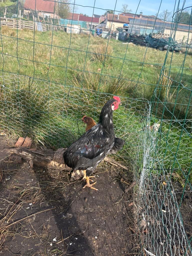 Jonge araucana kruising haan te koop – 23weken MOET WEG, Dieren en Toebehoren, Pluimvee, Mannelijk, Kip