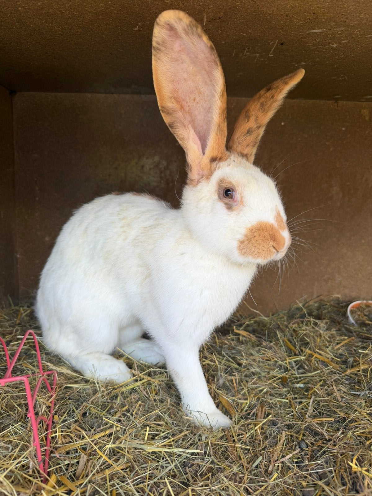 Reuze vlinders ( groot Lotharingers ), Dieren en Toebehoren, Konijnen, Meerdere dieren, Groot, 0 tot 2 jaar