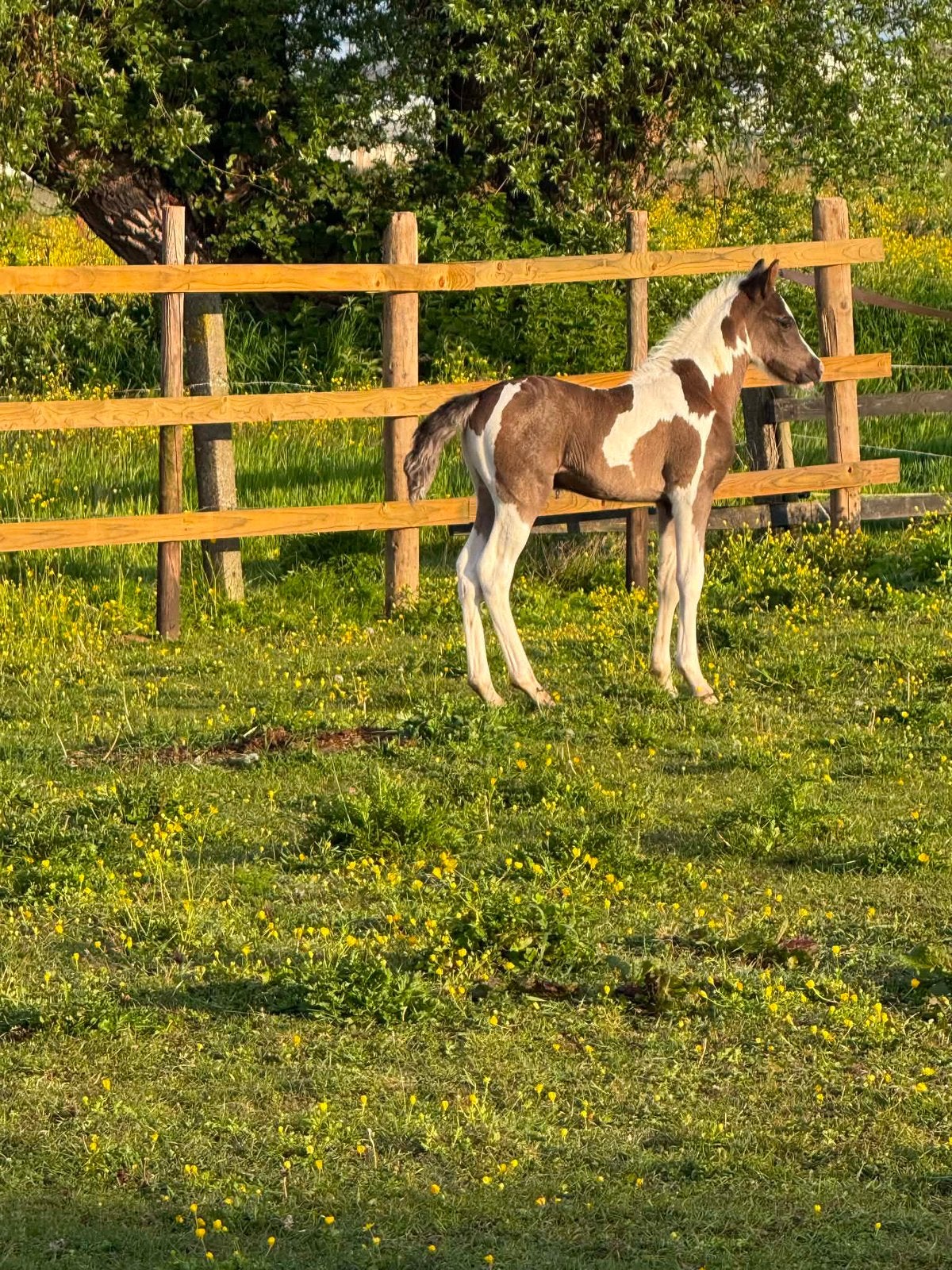 Prachtig pony veulen, Dieren en Toebehoren, Springpaard, Minder dan 160 cm, Met stamboom, 0 tot 2 jaar
